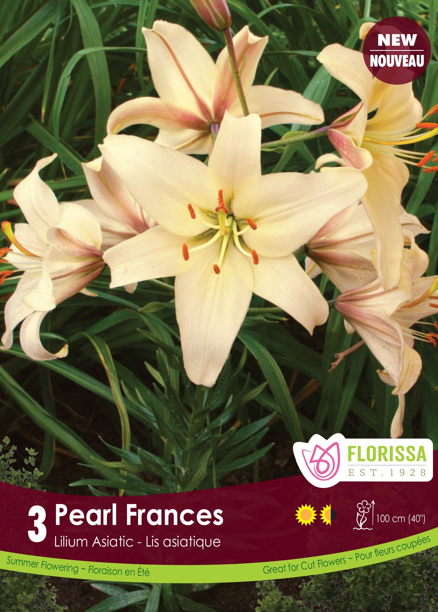Asiatic Lily 'Pearl Frances'