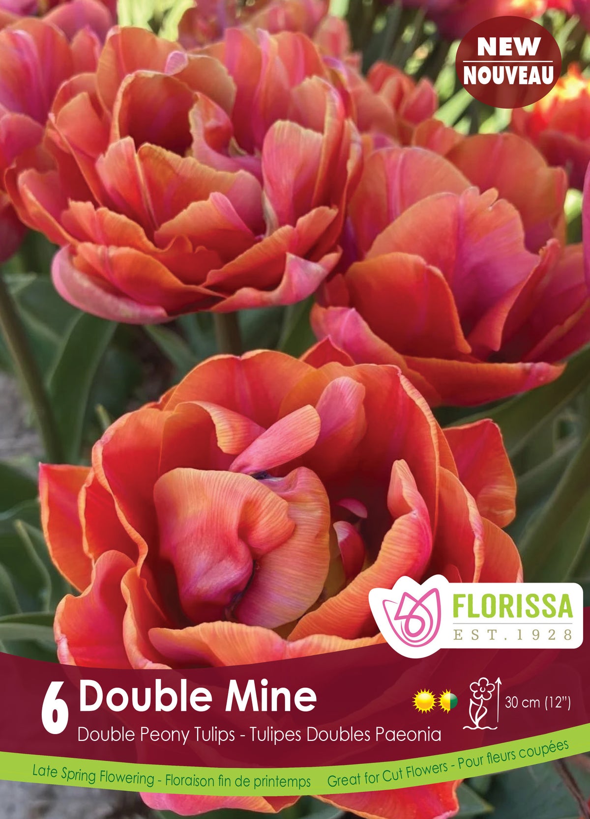 Tulip 'Double Mine'