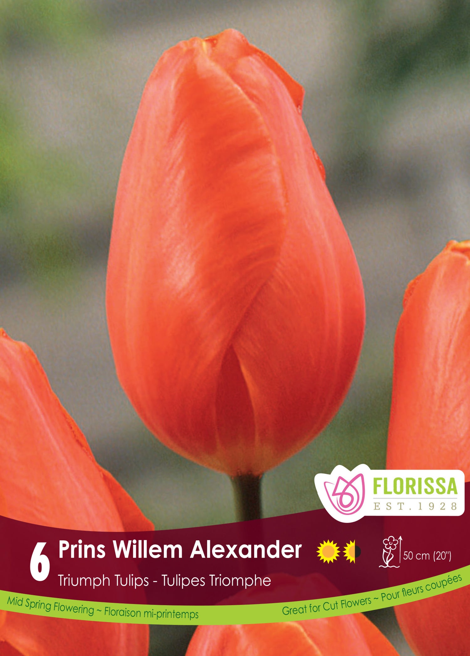 Tulip 'Prins Willem Alexander'