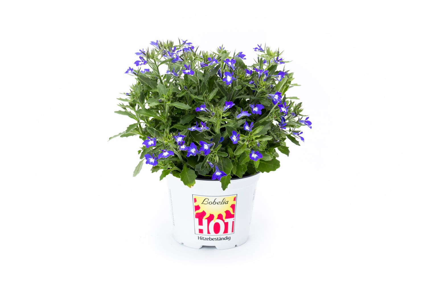 Lobelia 'Hot' Series