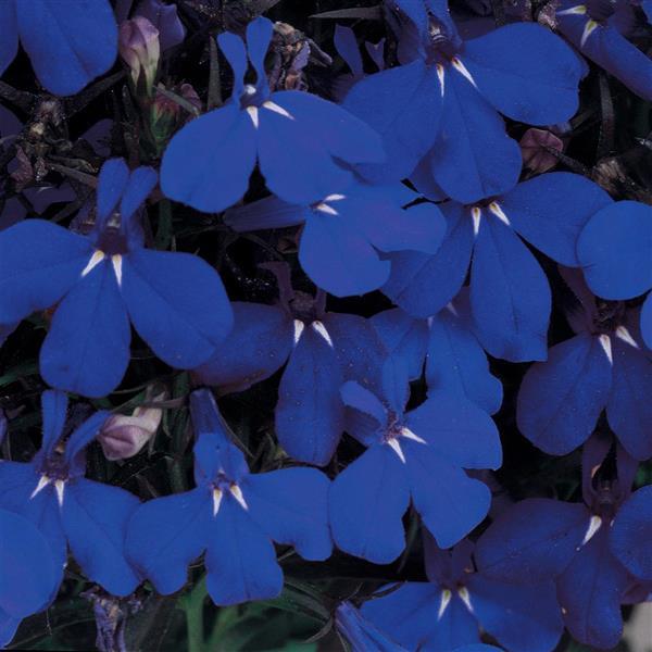 Lobelia 'Riviera' Series