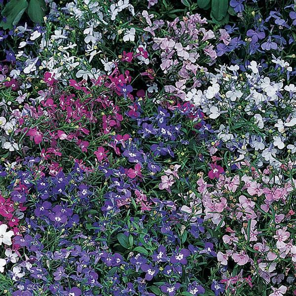 Lobelia 'Riviera' Series