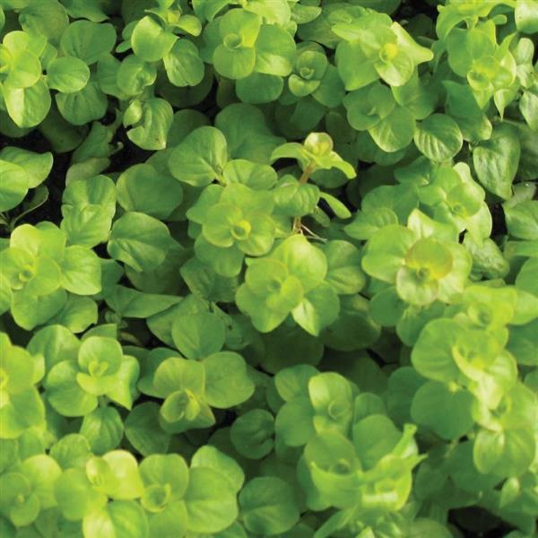 Lysimachia 'Creeping Jenny'