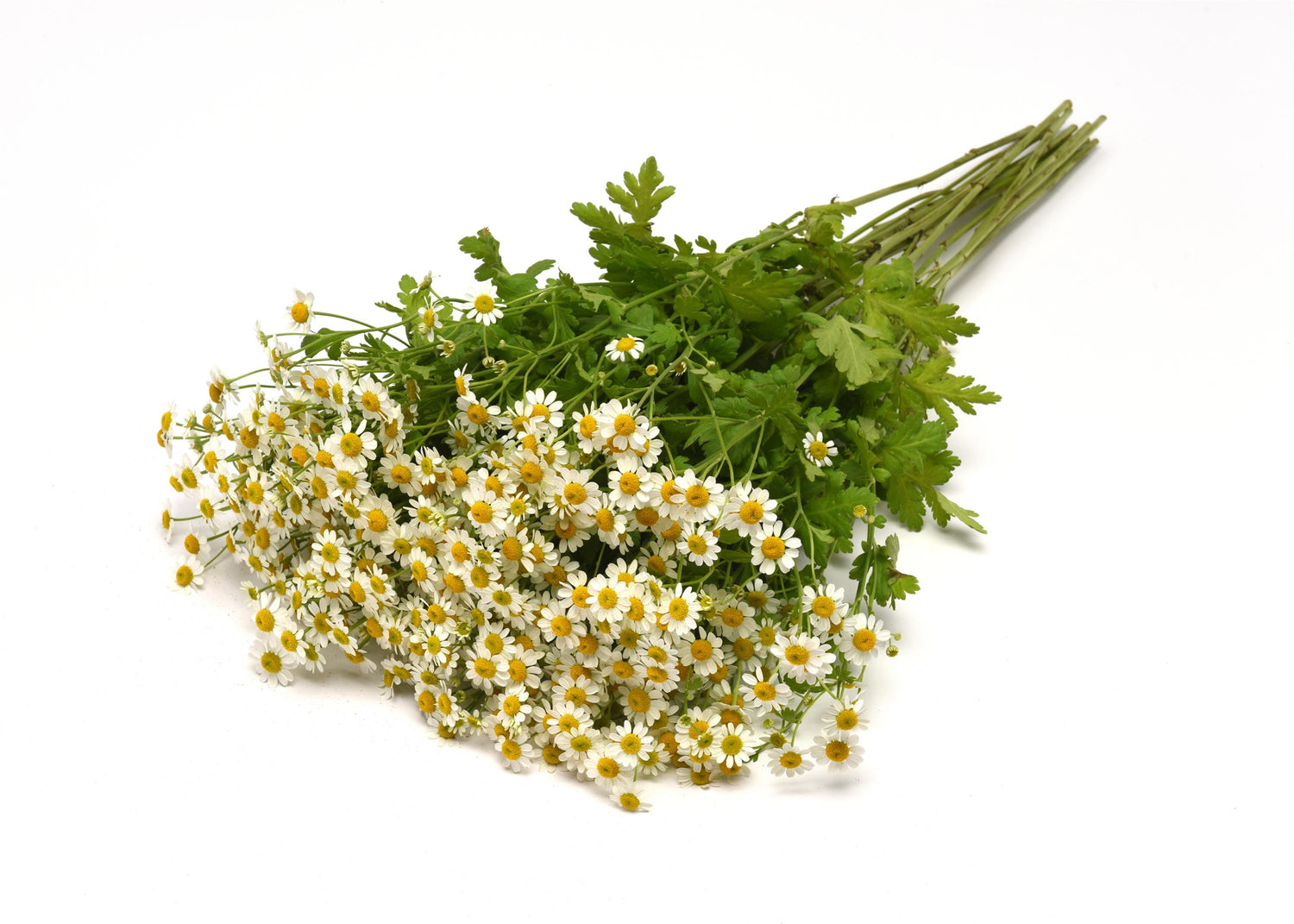Matricaria 'Vegmo'