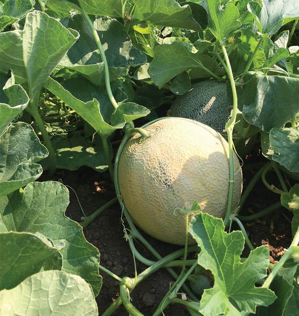 Divergent F1 Certified Organic Melon