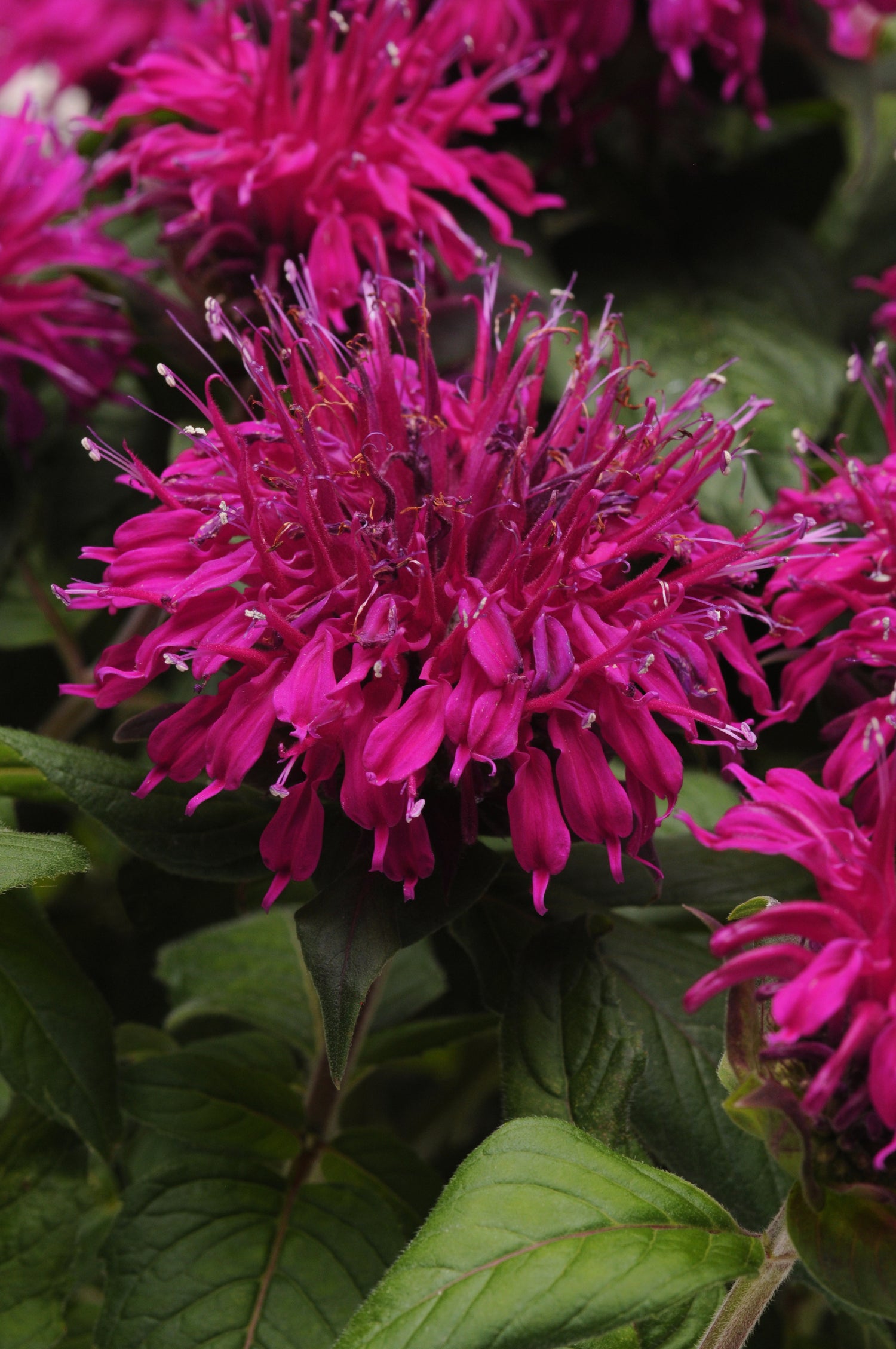 Monarda 'Balmy'