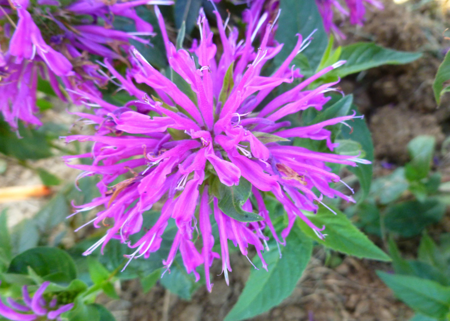 Monarda 'Balmy'