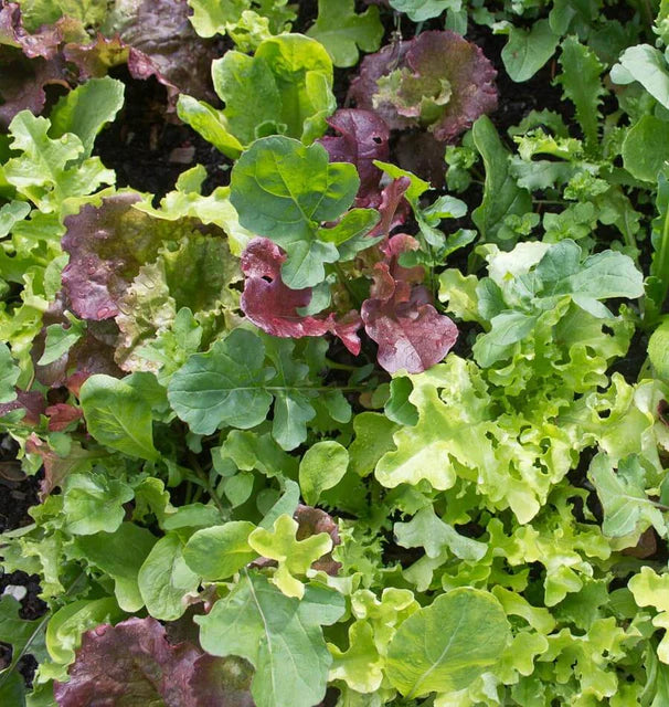 West Coast Market Mix Lettuce