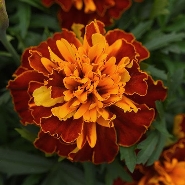 Marigold 'Bonanza' Series