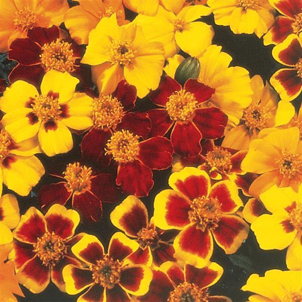 Marigold 'Disco Mix'