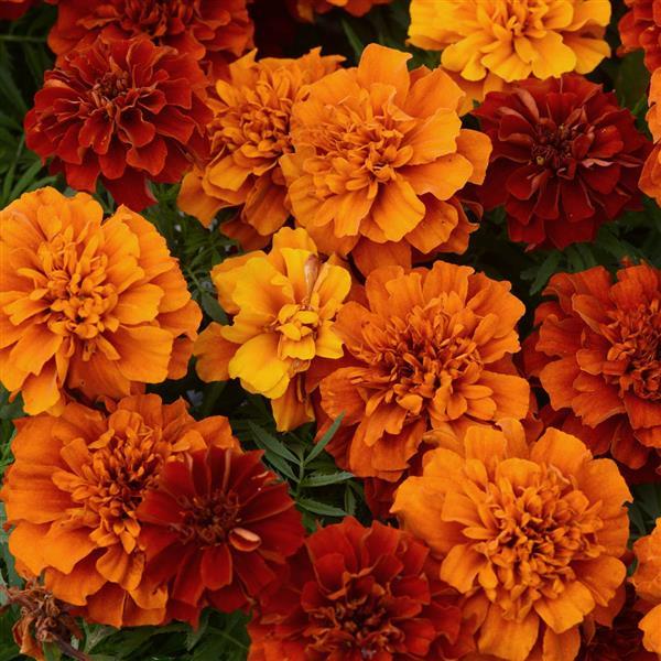 Marigold 'Fireball'