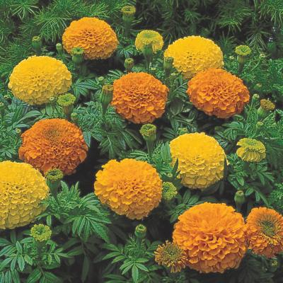 Marigold 'Inca' Series