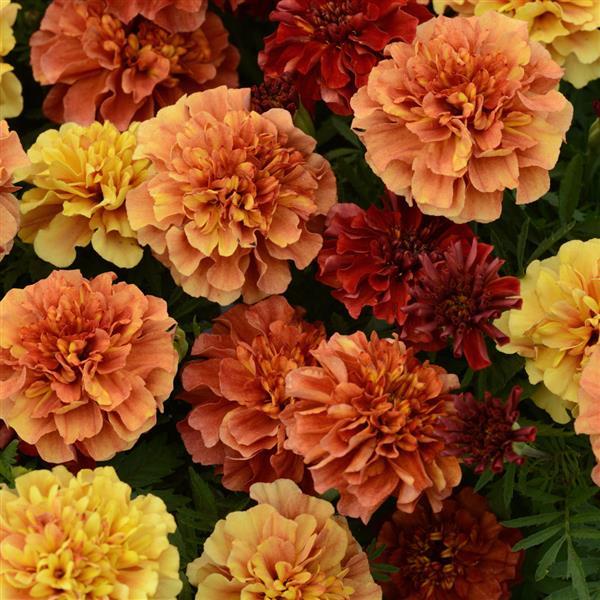 Marigold 'Strawberry Blonde'