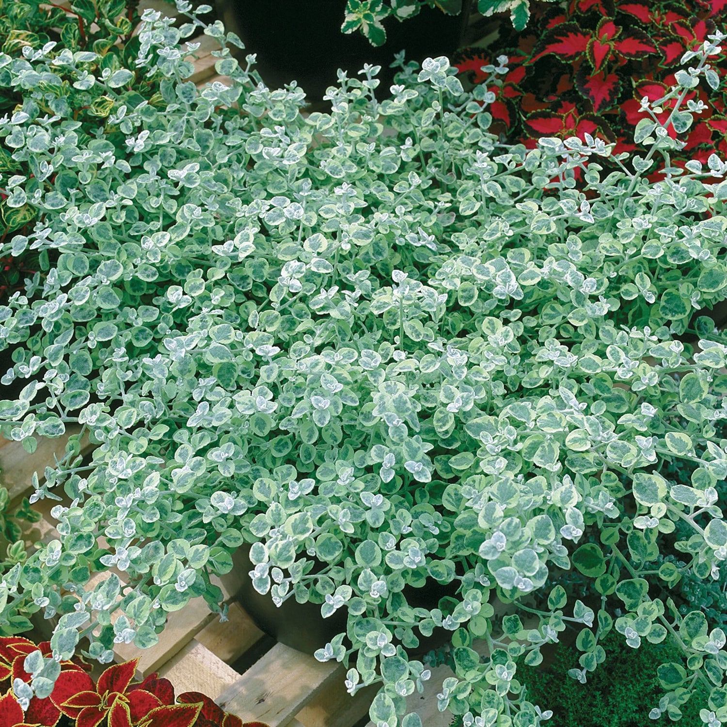 Licorice plant Helichrysum
