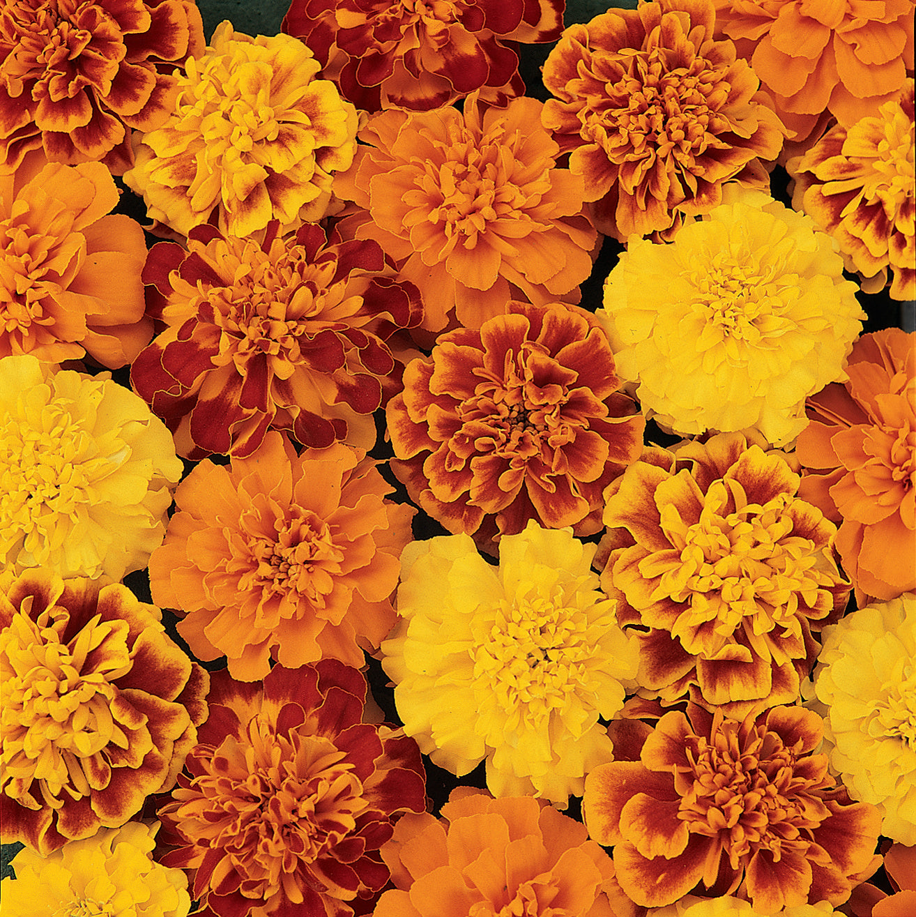 Marigold 'Bonanza' Series