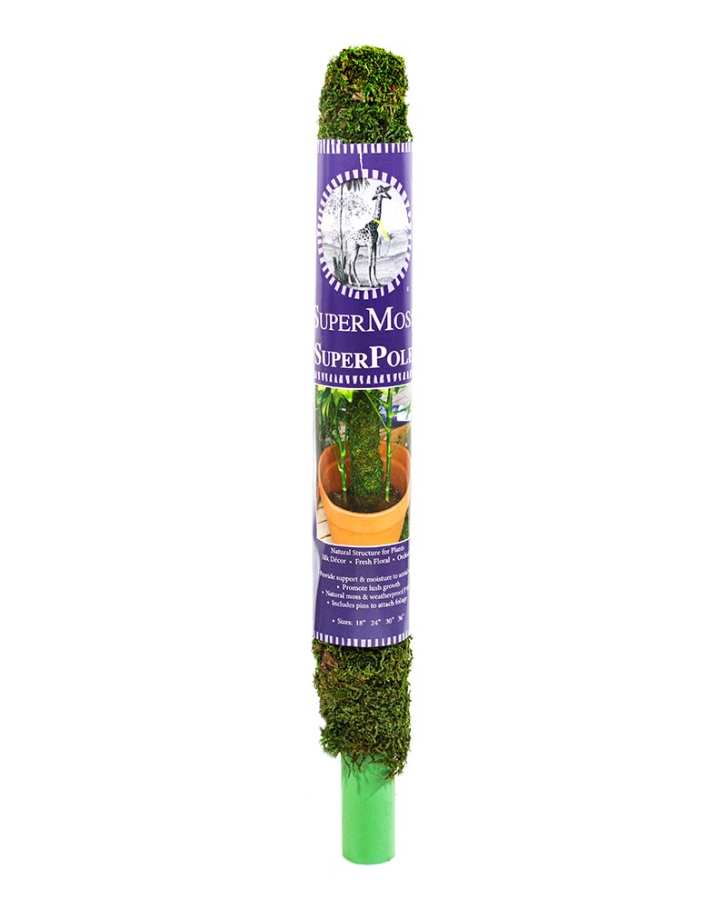 Moss Pole Preserved Fresh Green