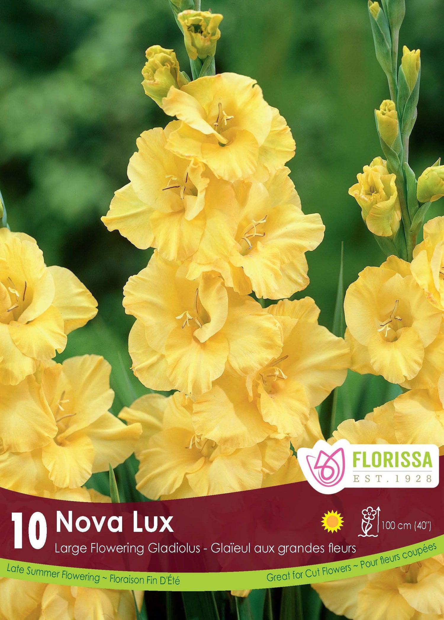 Nova Lux Gladiolus