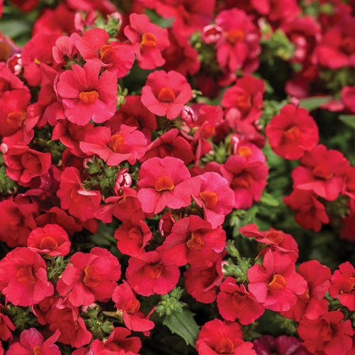 Nemesia 'Sunsatia® Cranberry Red™