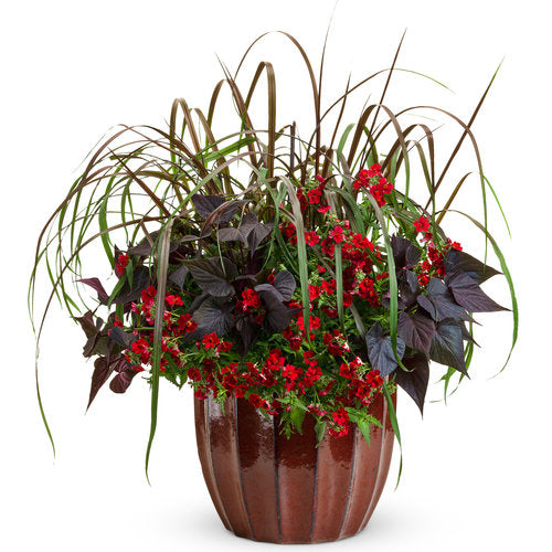 Nemesia 'Sunsatia® Cranberry Red™