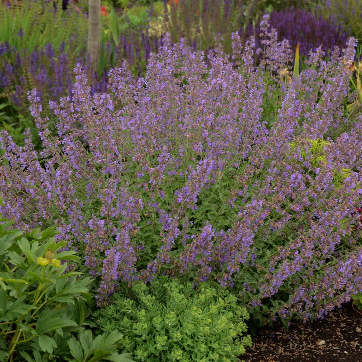 Nepeta 'Walkers Low'