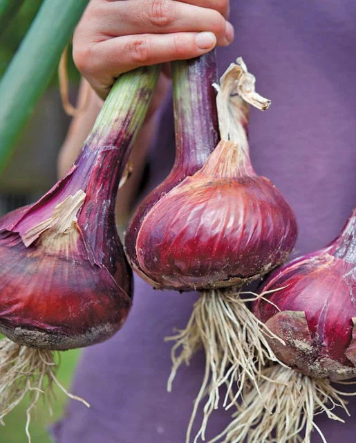 Redwing Onion