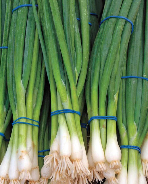 Ramrod Scallion