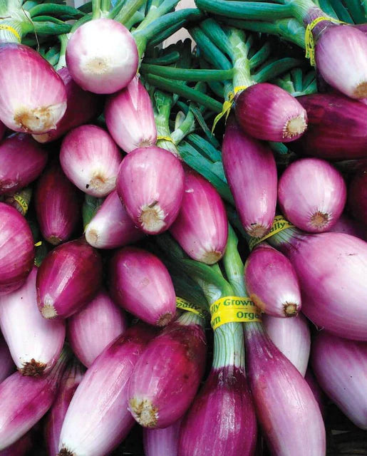 Apache Scallion - West Coast Seeds