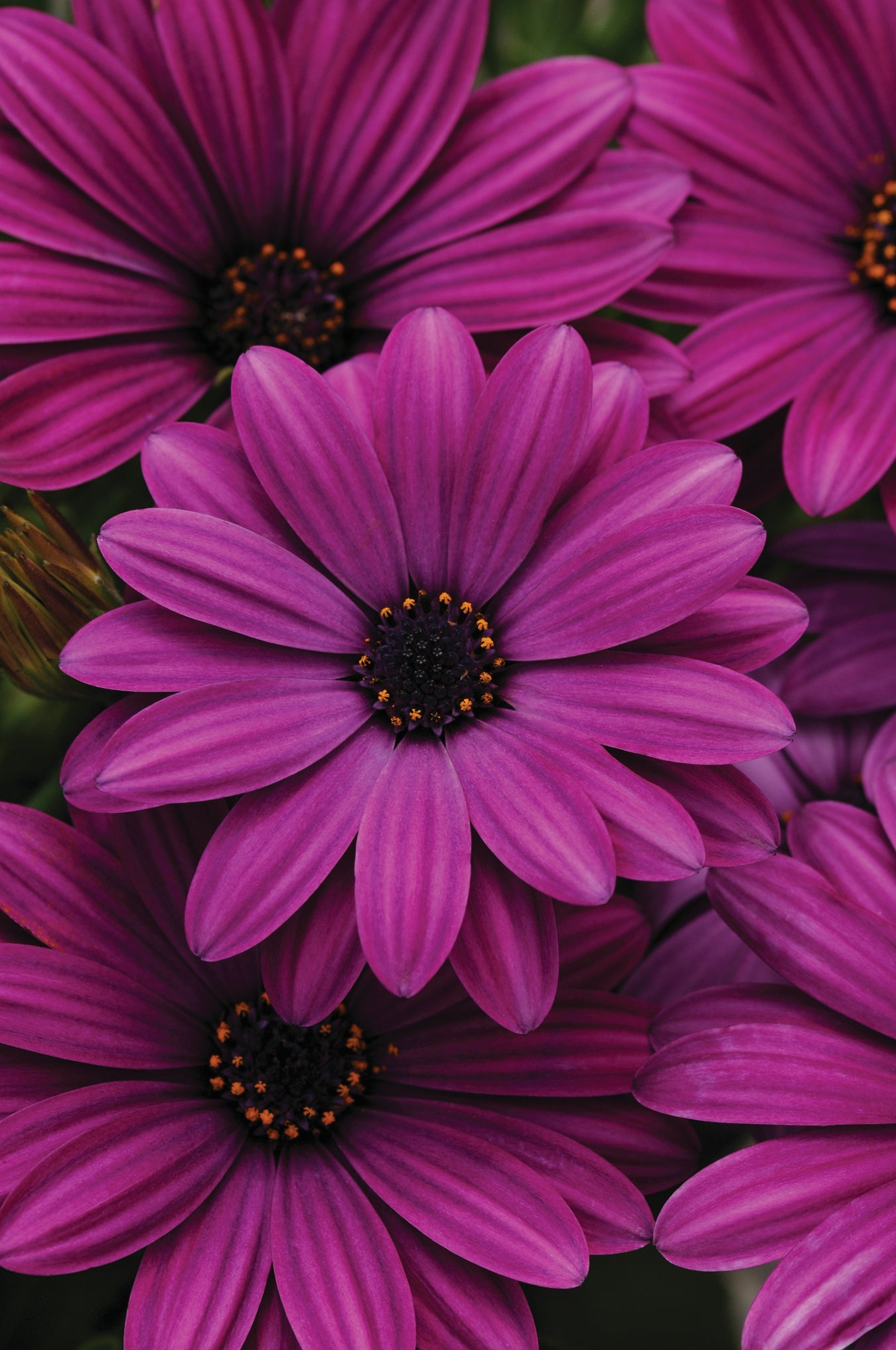 Osteospermum 'Akila' Series