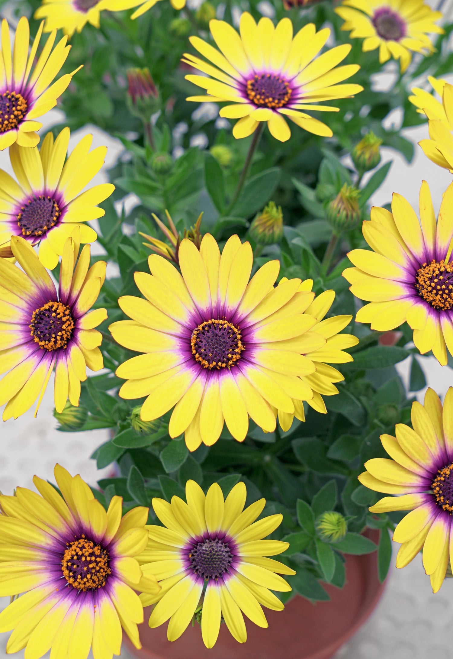 Osteospermum 'Zion' Series
