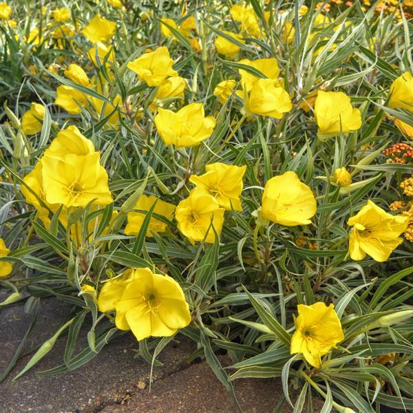 Oenothera 'Sundrops'