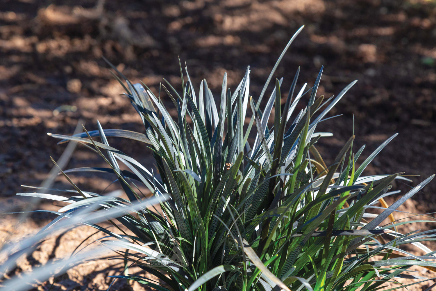 Mondo  Grass