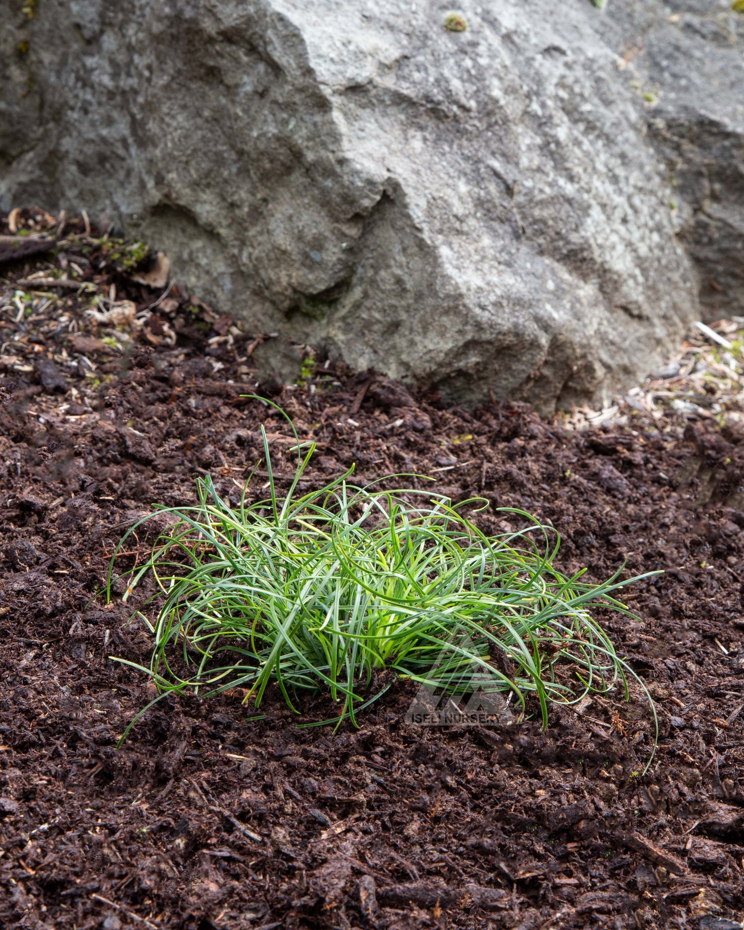 Mondo  Grass