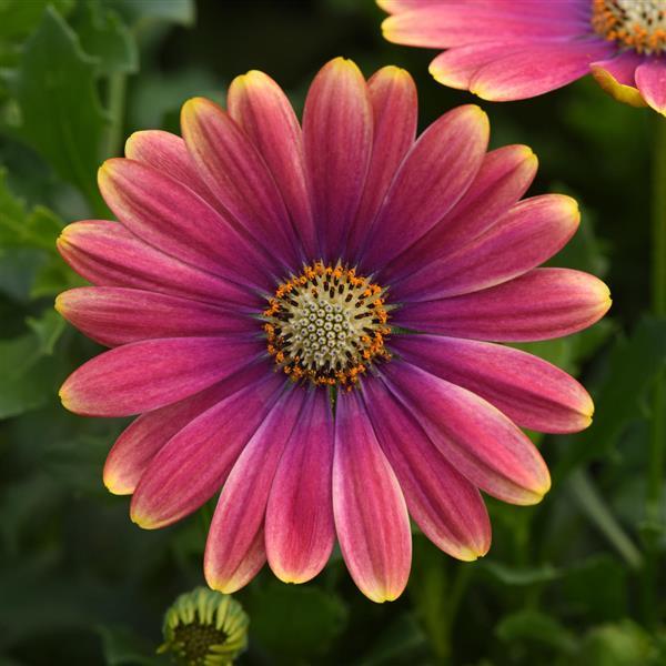 Osteospermum 'Zion' Series