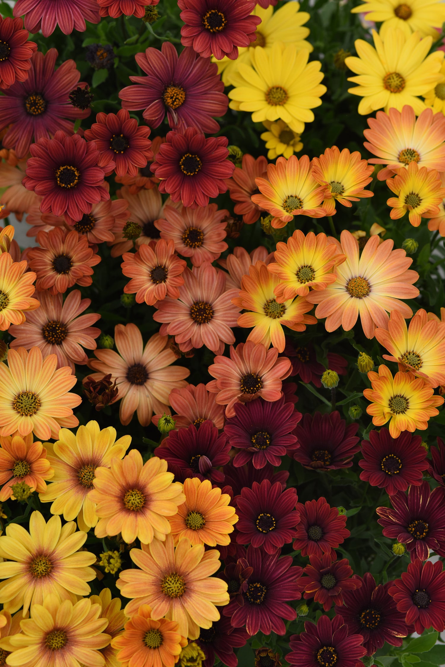 Osteospermum 'Akila' Series