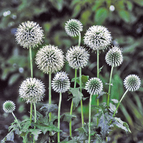 Echinops Globe Thistle 'Star Frost'