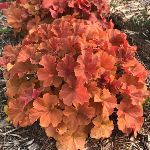 Heuchera Coral Bells 'Northern Exposure Amber'