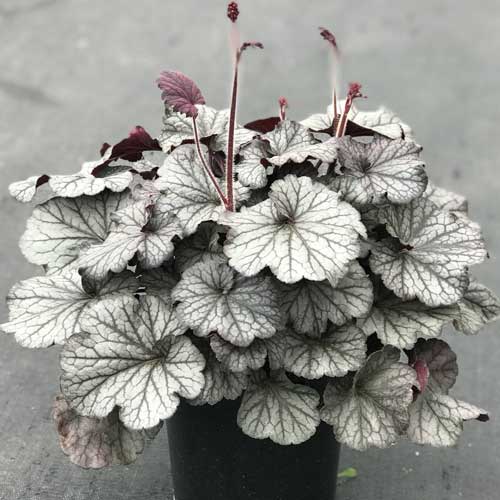 Heuchera Coral Bells 'Northern Exposure Silver'