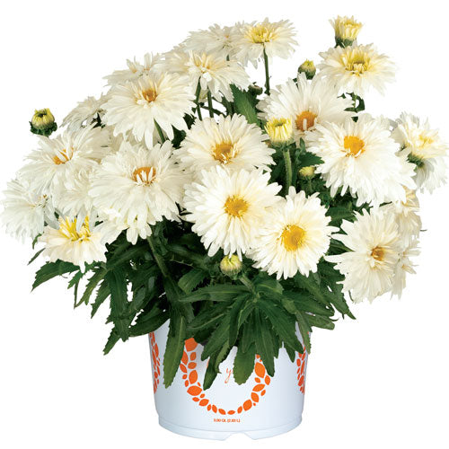Leucanthemum Shasta Daisy 'Sweet Daisy Chloe'