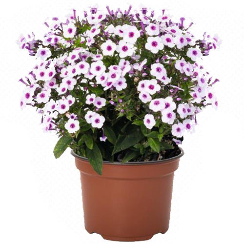 Phlox 'Early' Series