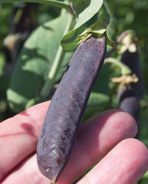 Purple Mist Organic Pea