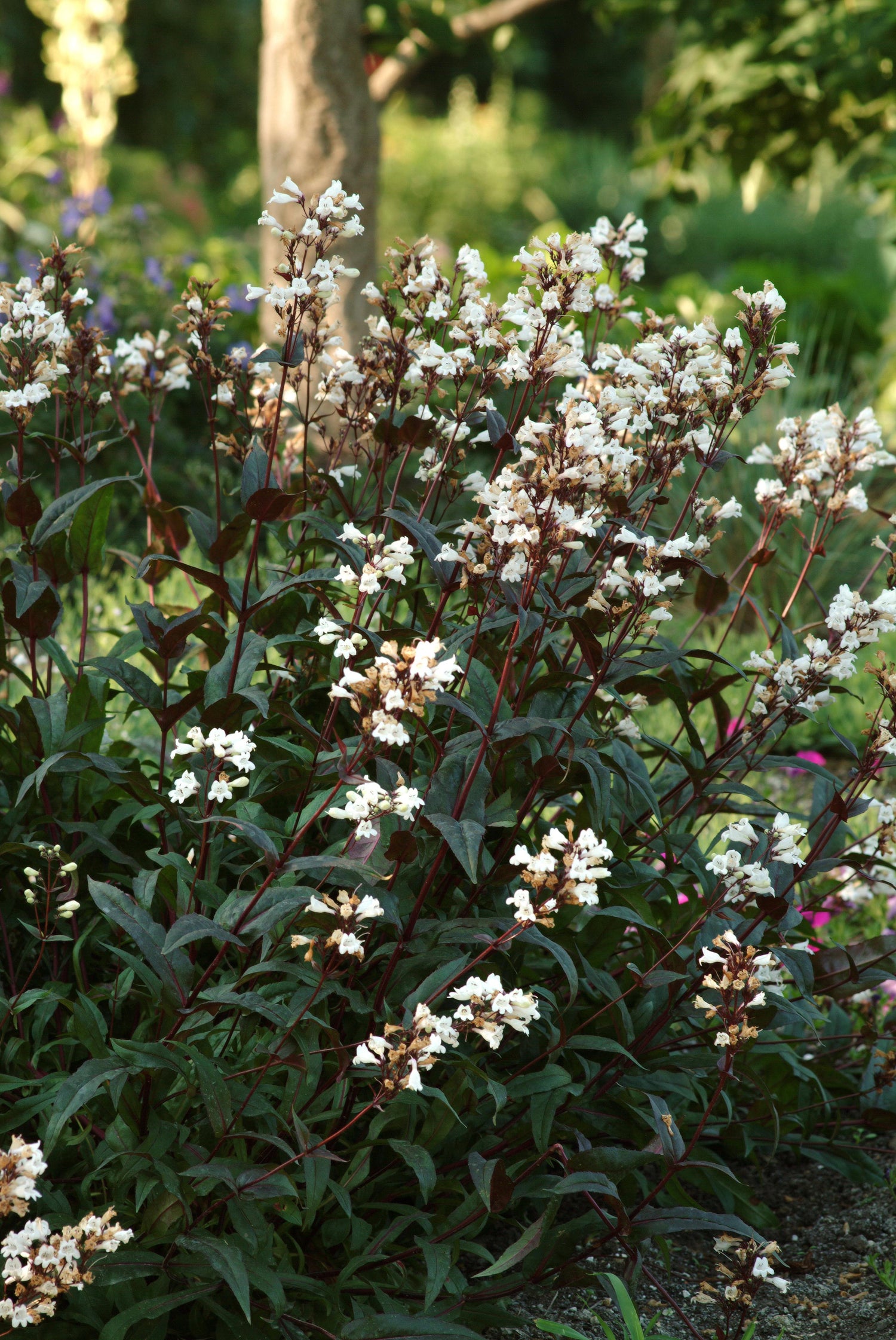 Husker Red Beardtongue