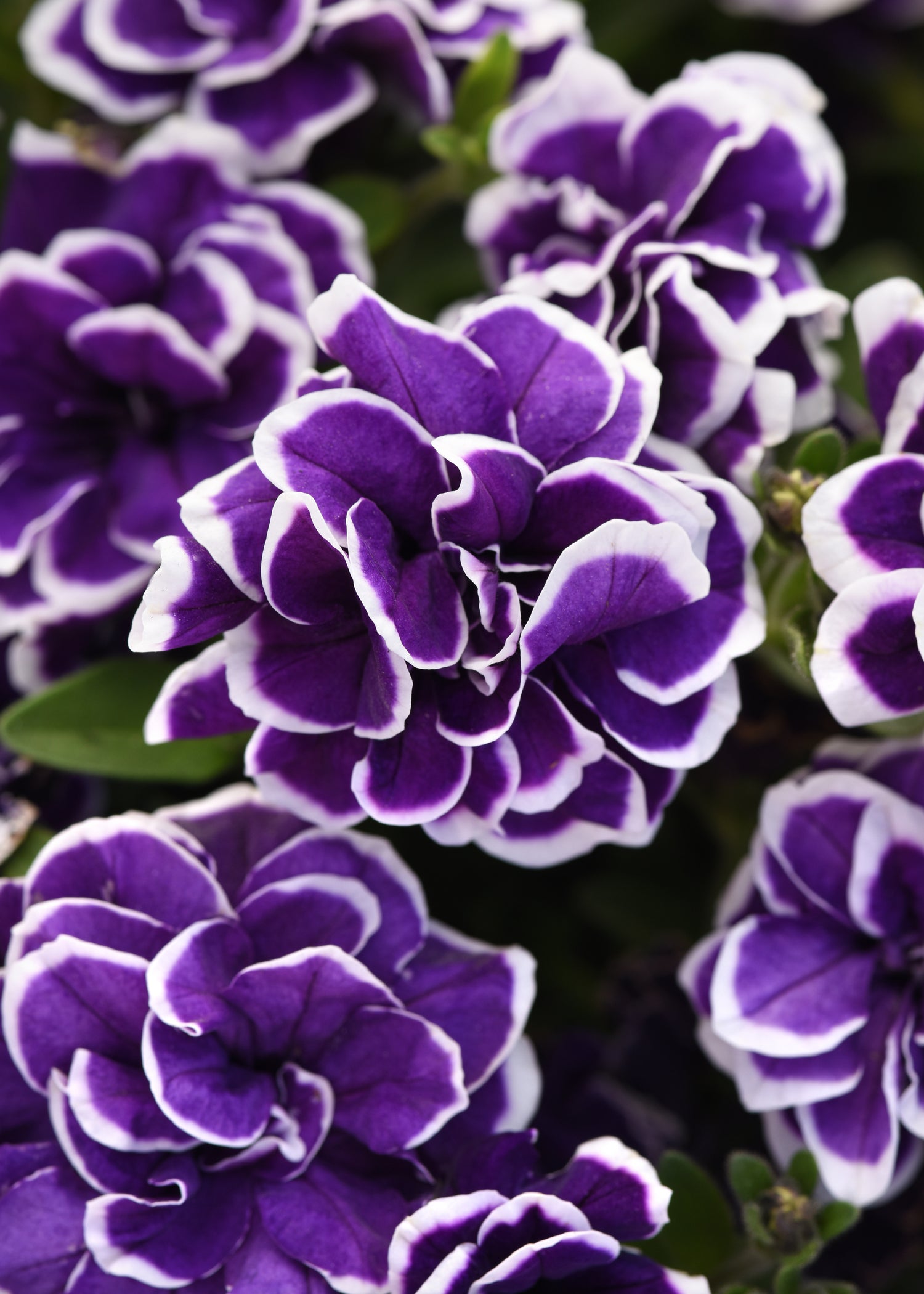 Petunia Double  'Jewel' Series