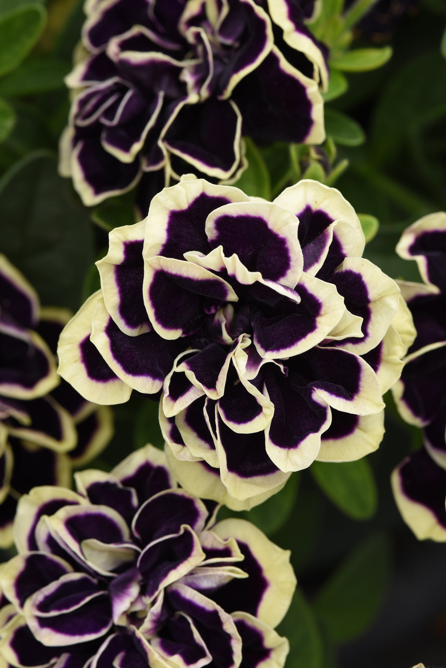 Petunia Double  'Jewel' Series