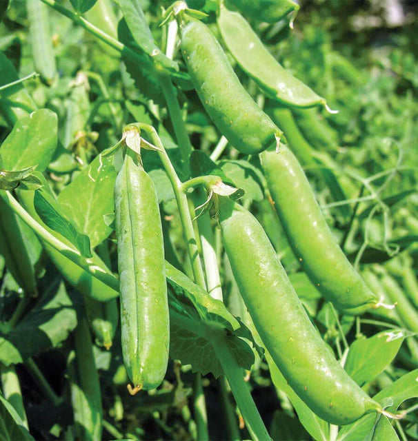 Bolero Pea
