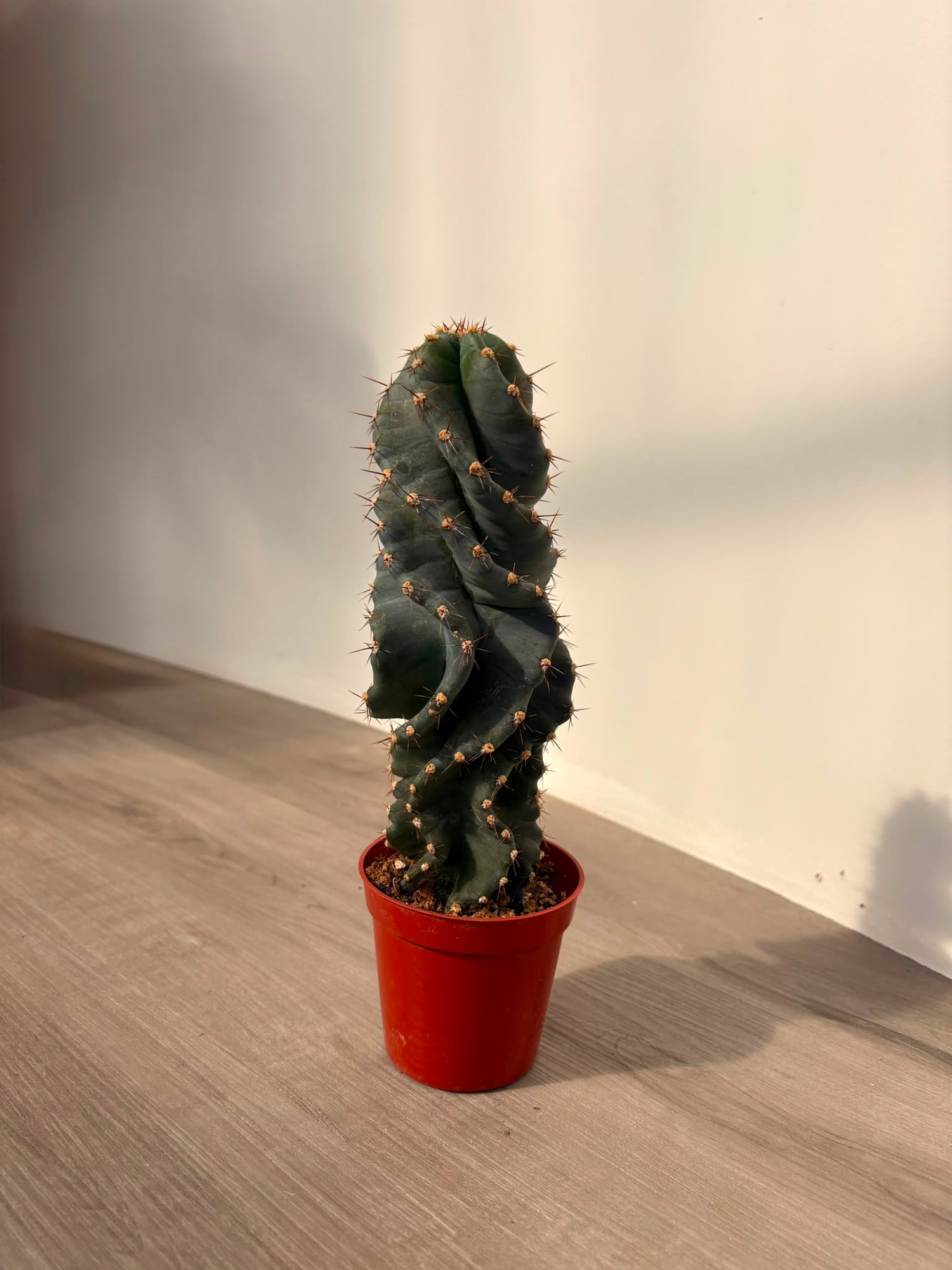 Cactus 'Spiral'