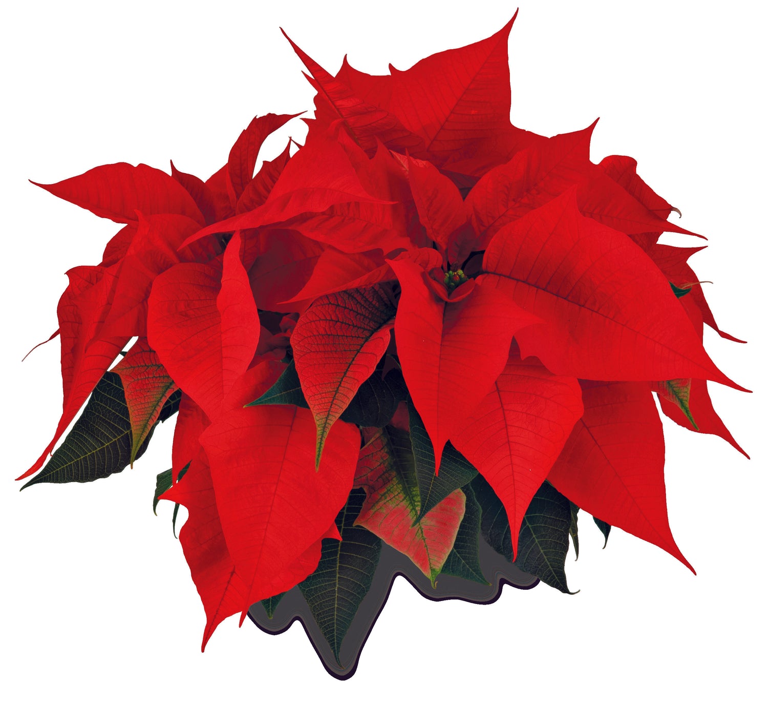 Orange Poinsettia