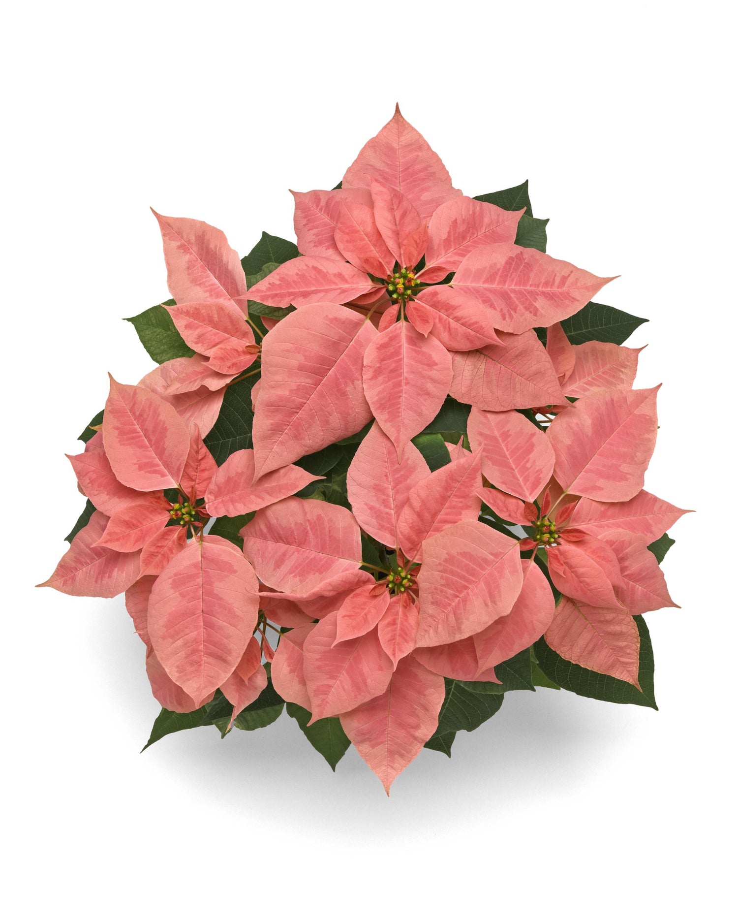 Poinsettia 'Light Pink'