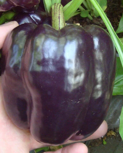 Purple Beauty Pepper