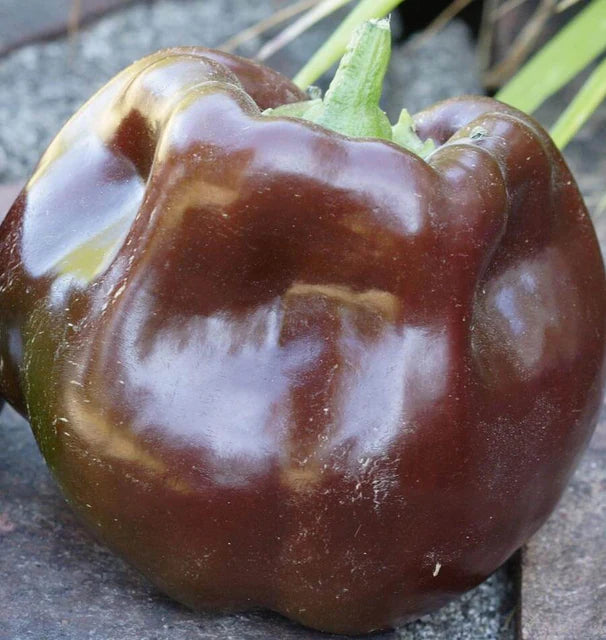 Chocolate Beauty Pepper
