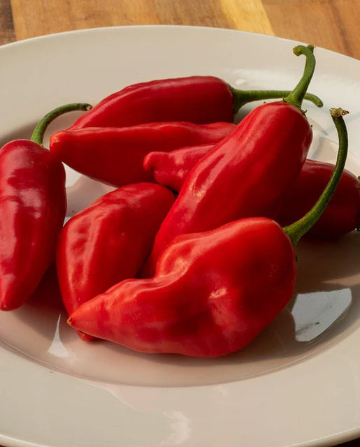 Aji Rico Pepper